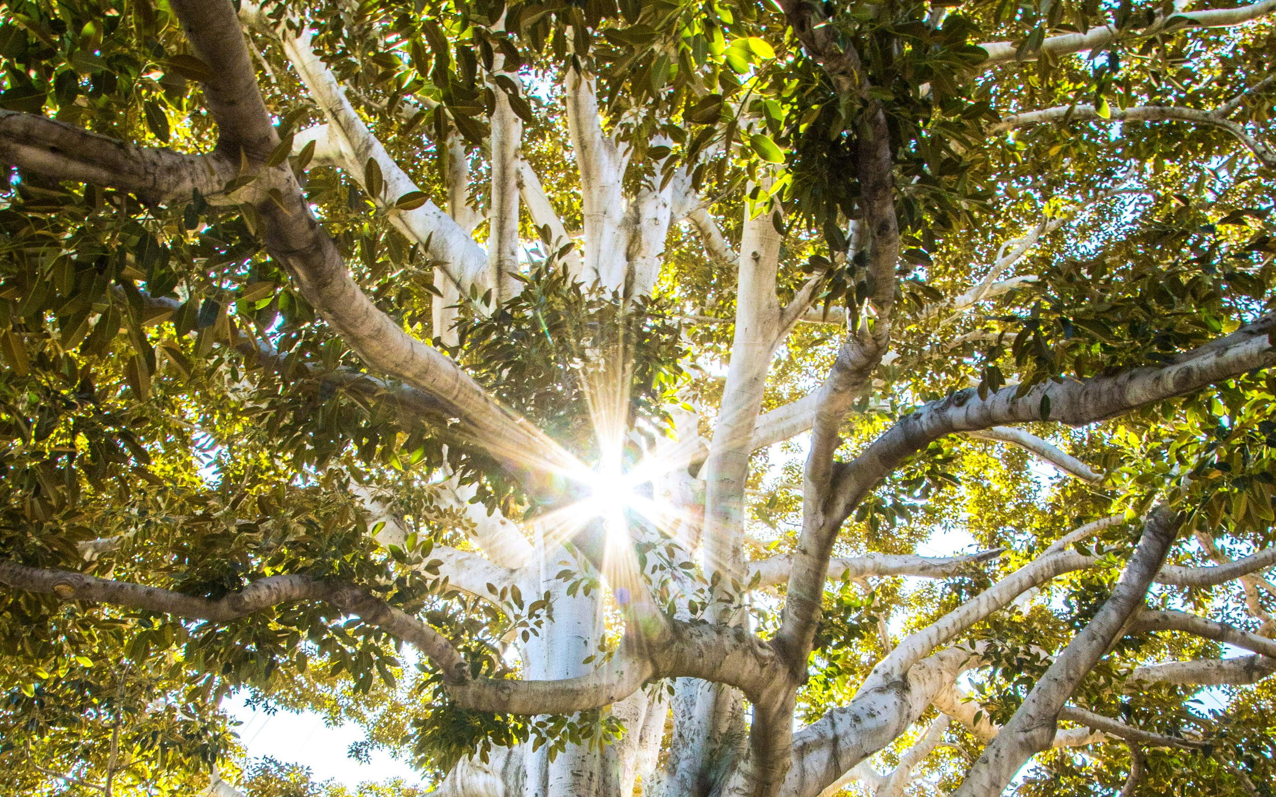 Sunlight breaking through the canopy of a massive old tree with deep, spreading roots
